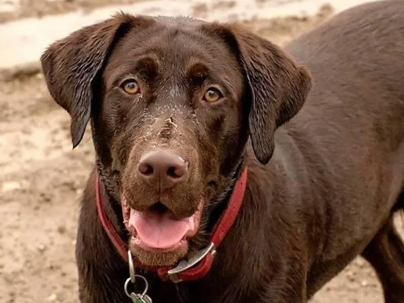 Hilltop-Retrievers photo 1