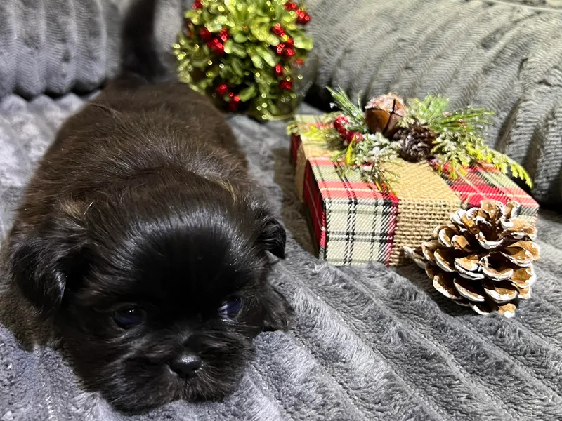 Hilltop Shih Tzus