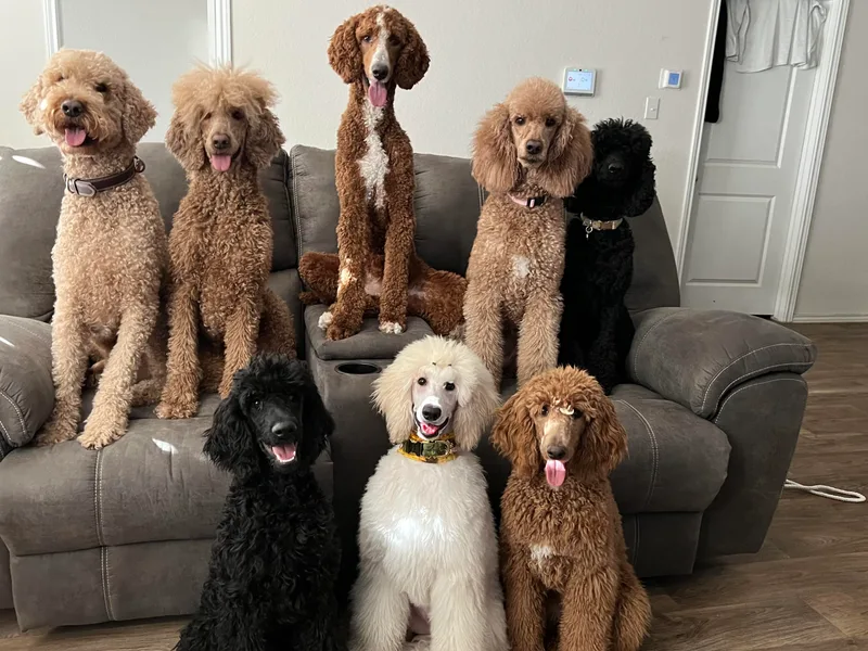 Himari Poodles photo 1