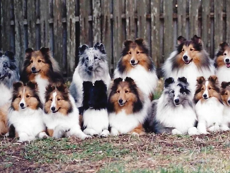 Himark Shelties