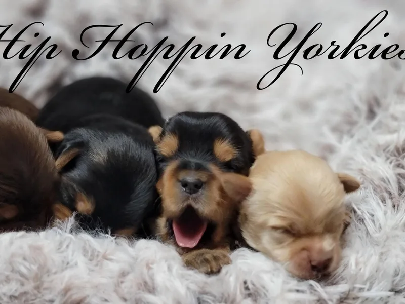 Hip Hoppin Yorkies