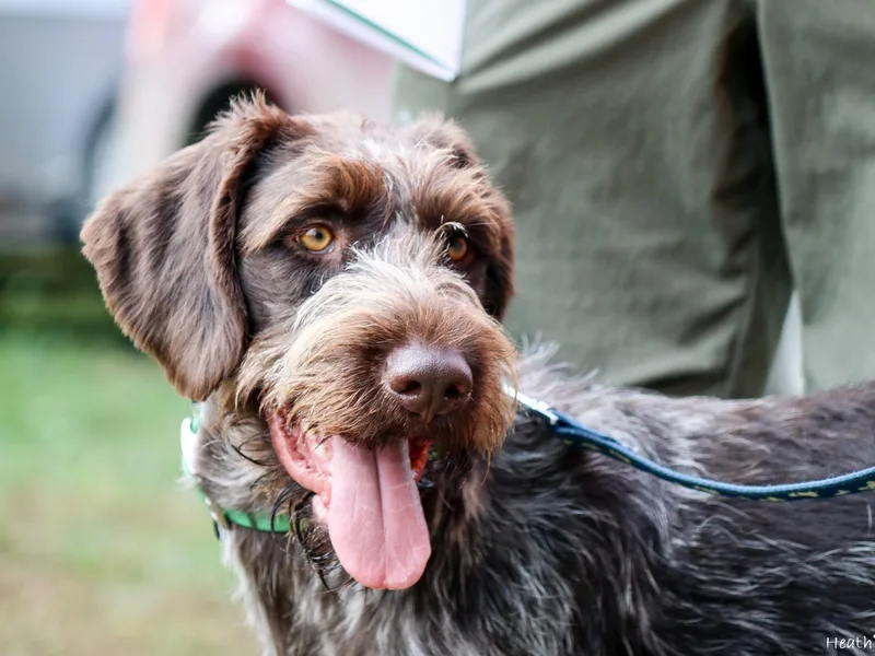 Hipoint German Wirehaired Pointers photo 1