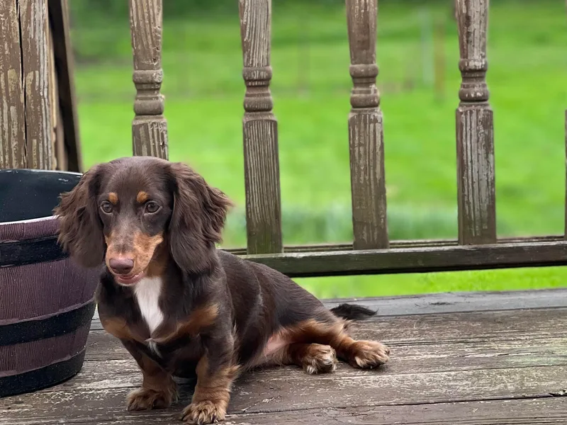 Hippie and Cowboy’s Dachshunds