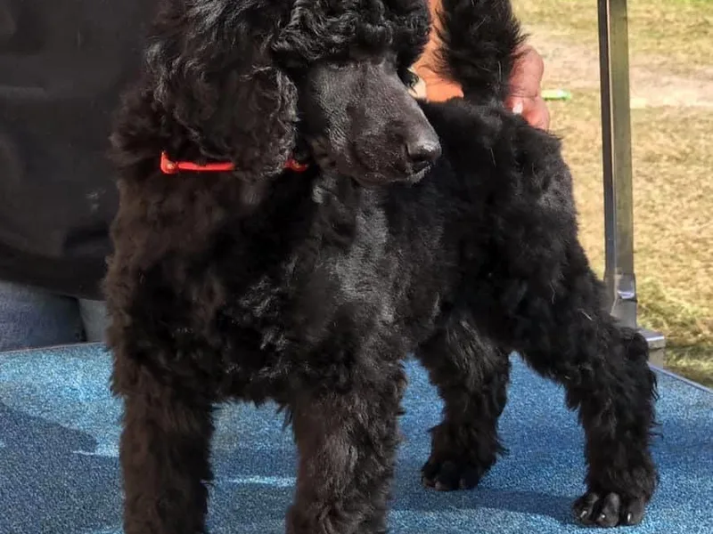 Hiro's Poodles photo 1