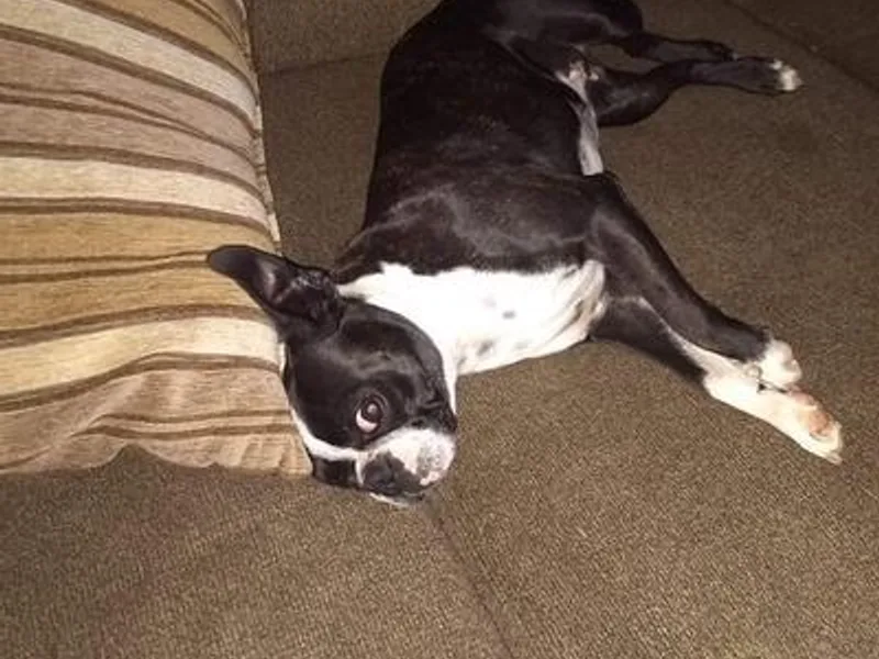 Hiser's Bluegrass Bostons