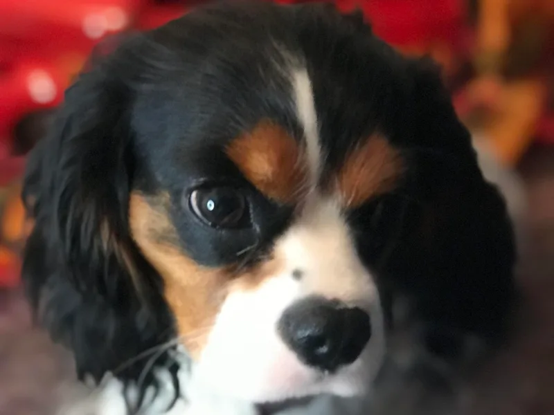 Hit Parade Cavaliers