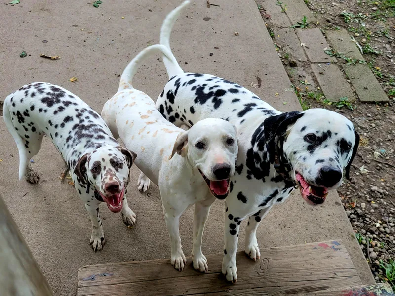Hites Family Dalmatians