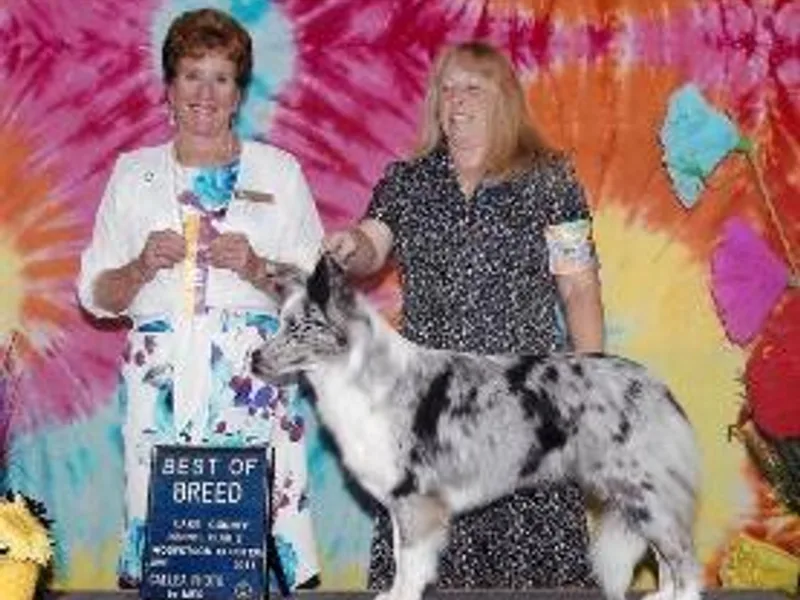 HiTop Border Collies photo 1
