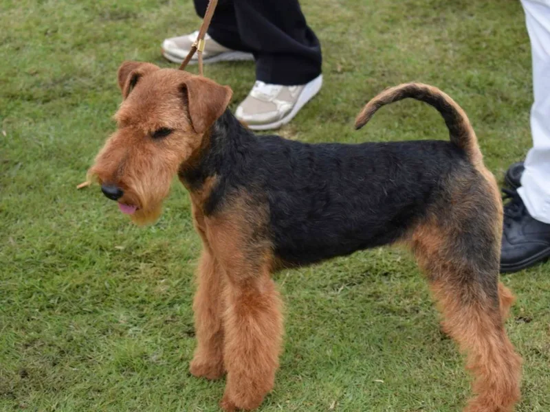 HiWater Welsh Terriers