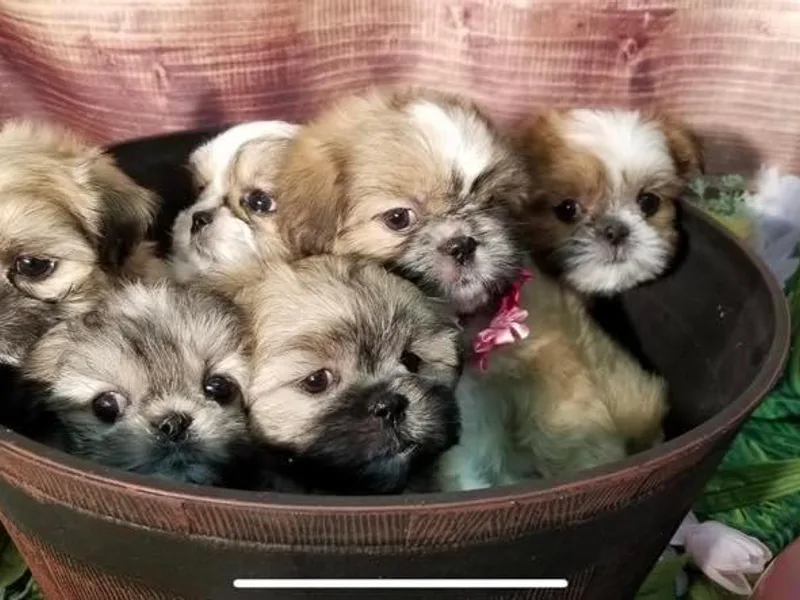 Hjo’s Shih Tzus &amp; Pupdates