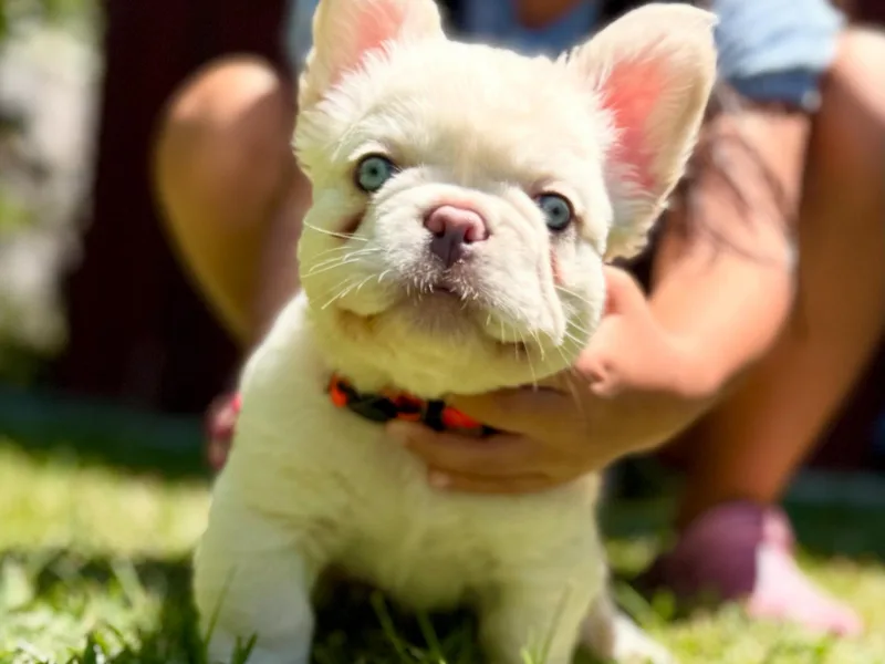 Hlop Frenchies LLC