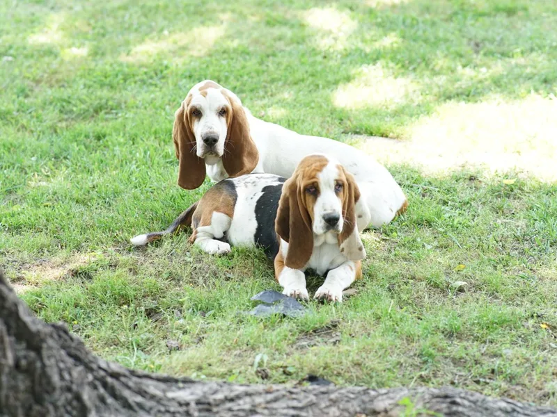 HNH Hounds