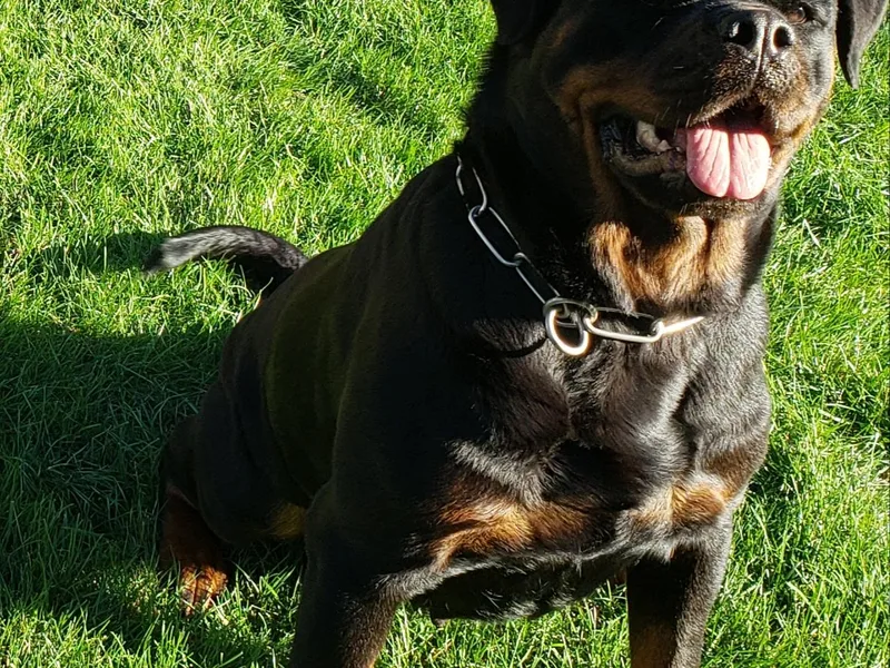 Hoagz World Wide Rottweilers
