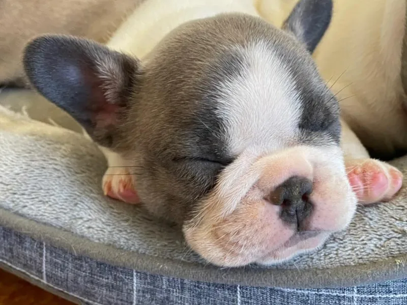 Hobbs Family Frenchies