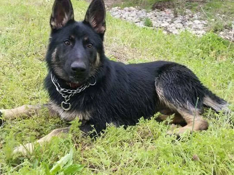 Hobbs Family Shepherds