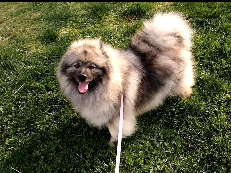 Hocking Hills Keeshonds