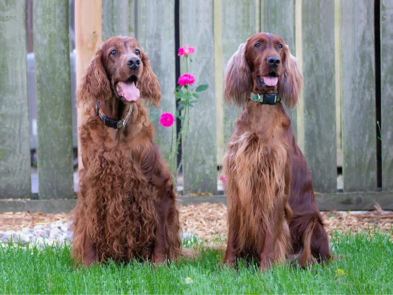 Hocus Pocus Irish Setters