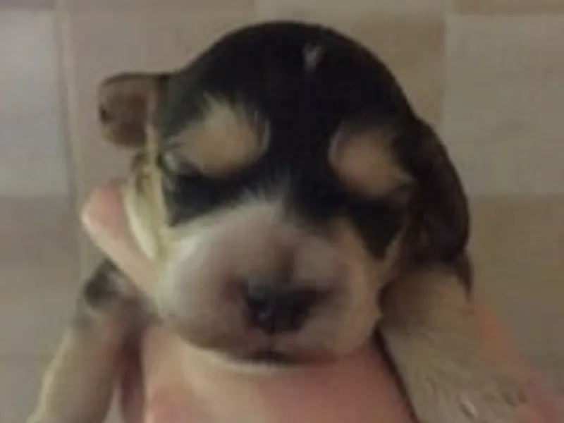 Hodroydhounds photo 1