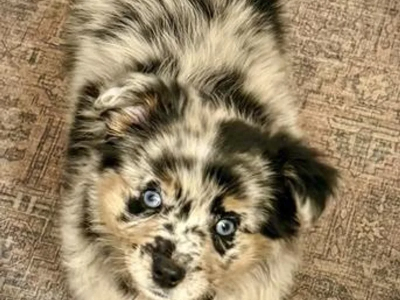 Hoffman Forest Acres LLC