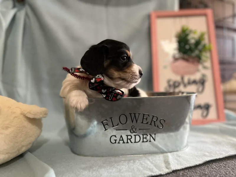 Hogan’s Lowrider Hounds