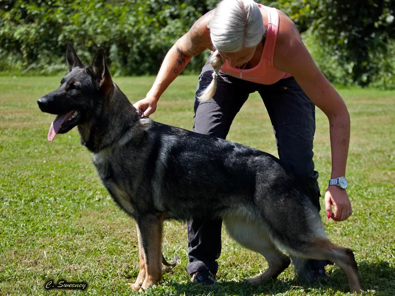 Hohen Klippe German Shepherds