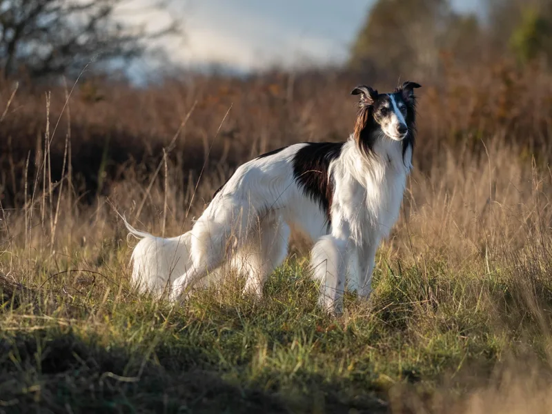 Hokua Silken Windhounds