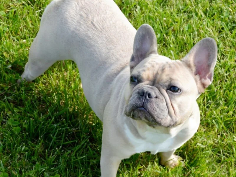 Holcomb's French Bulldogs