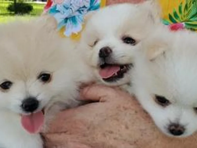 Holcomb's Pomeranians