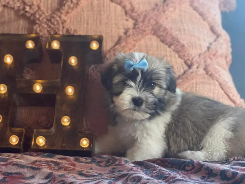 Holcombs Puppy Ranch