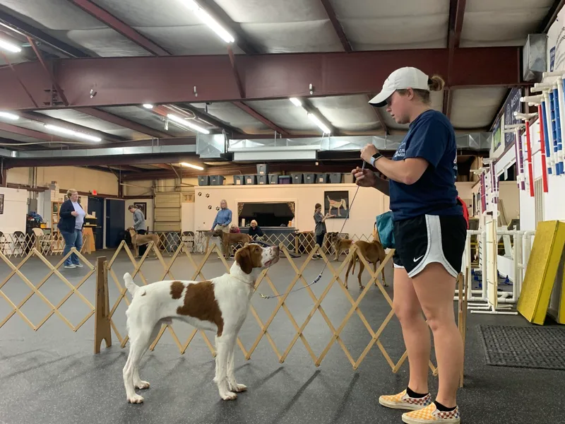 Hold’en Point Brittanys