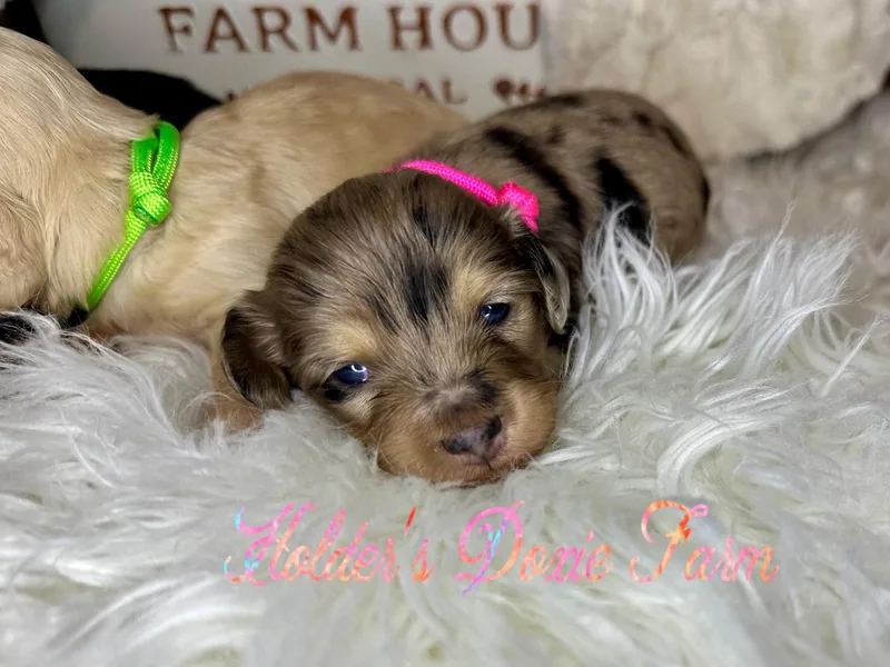 Holder’s Doxie Farm