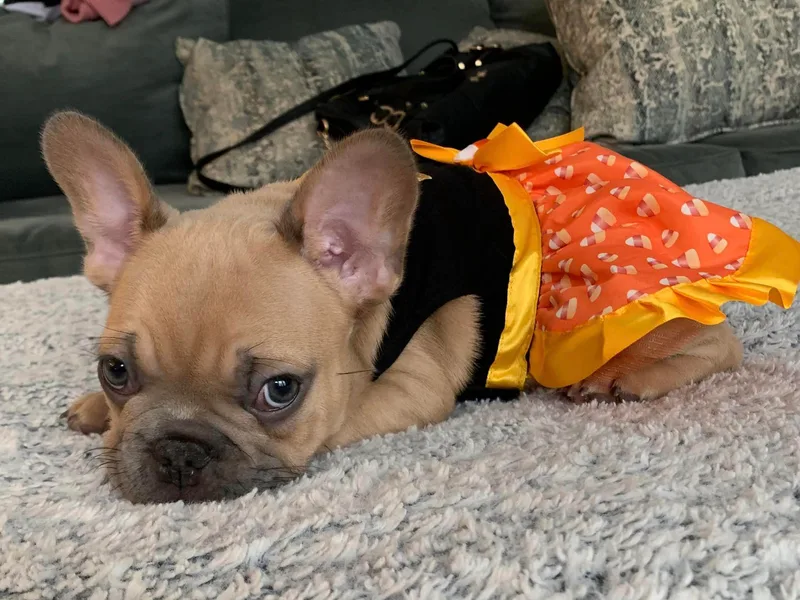 Holland French Bulldogs