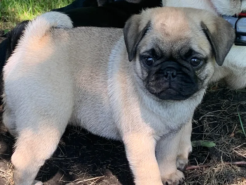 Holland Pugs