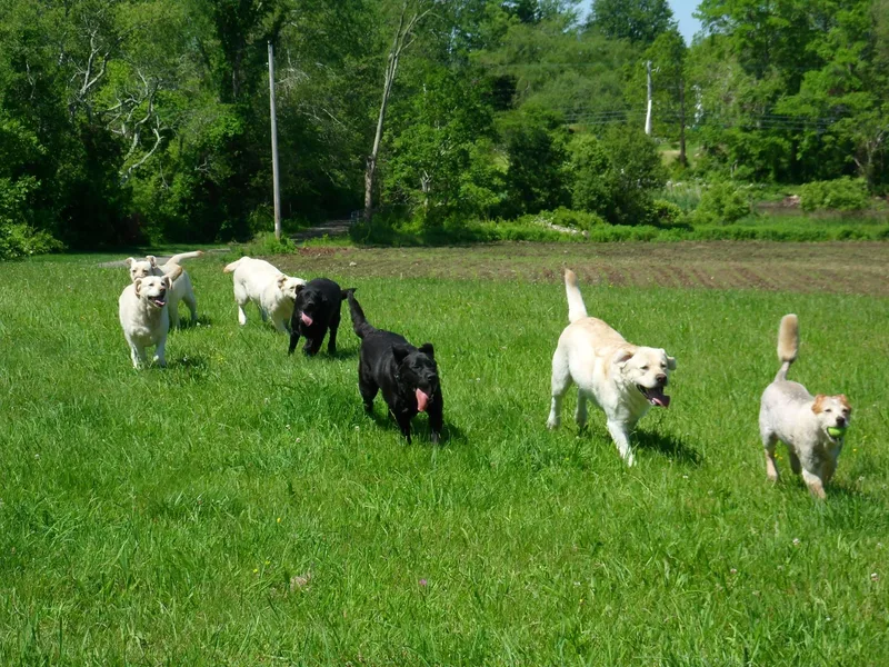 Holleigh Brook Labradors