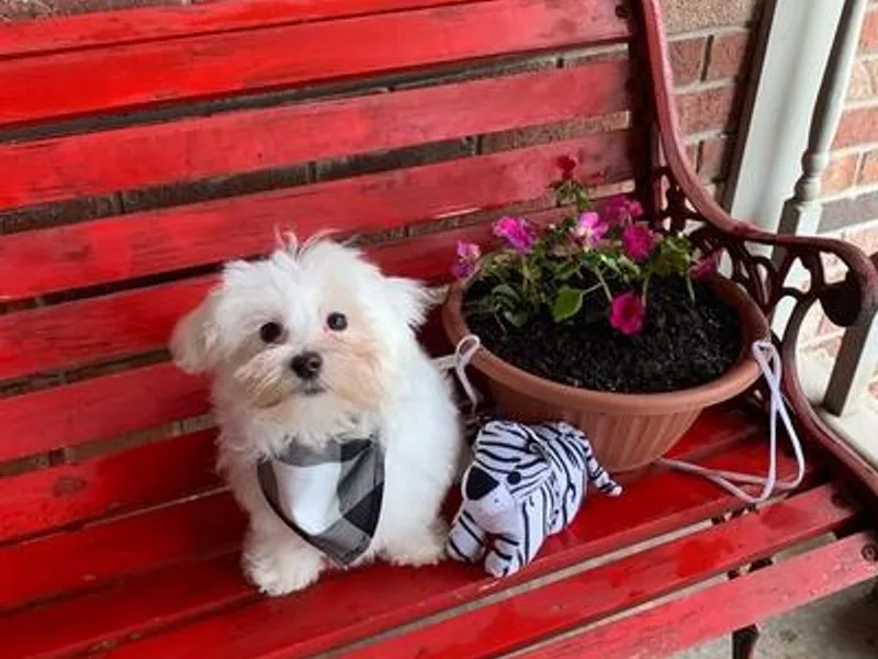 Holley's Lovable Maltese Puppies