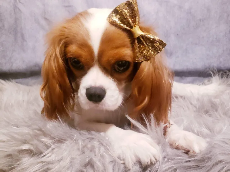 Holliday Cavalier King Charles Spaniels