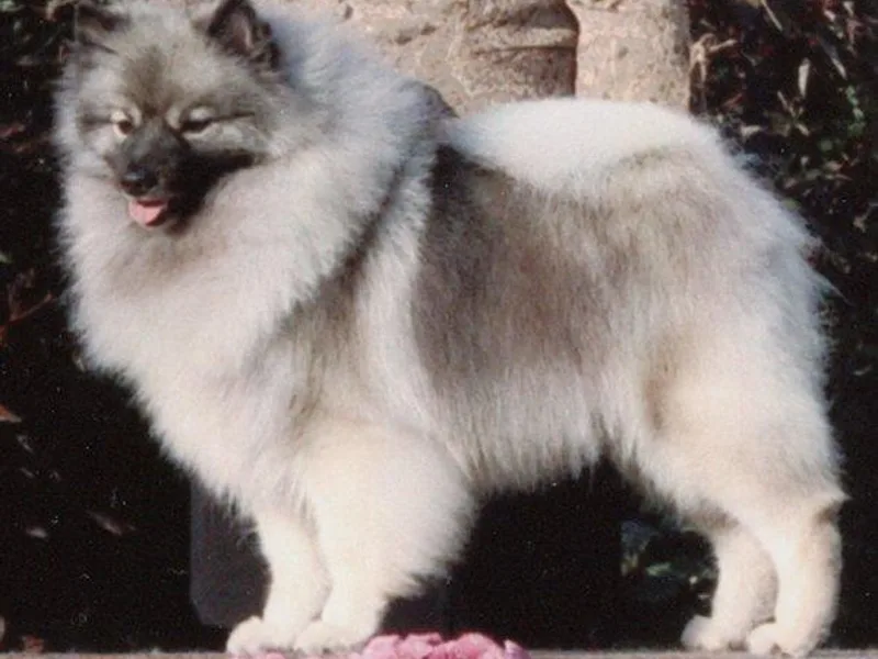 Hollie Miller's Keeshonds