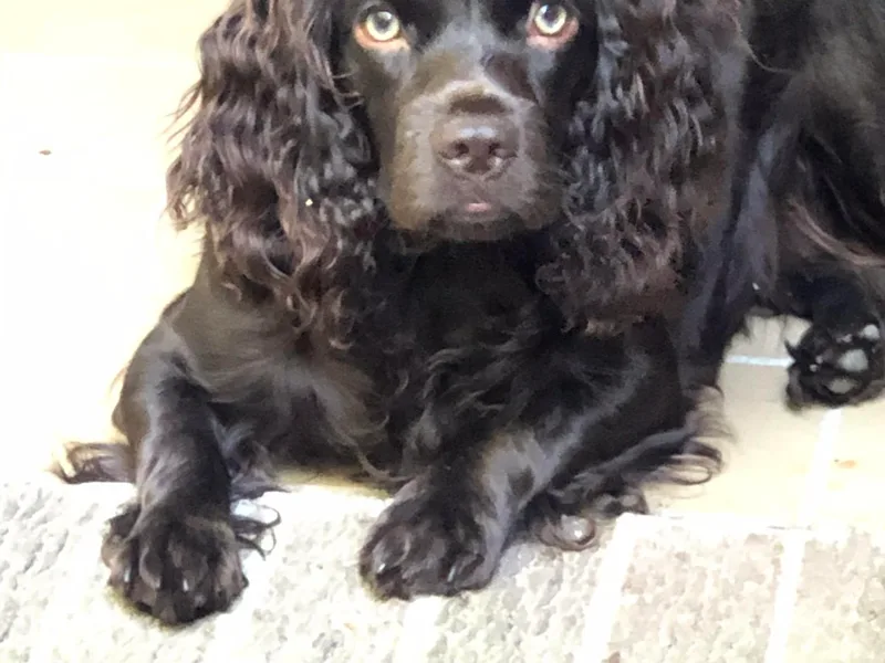 Hollow Creek Kennel, LLC