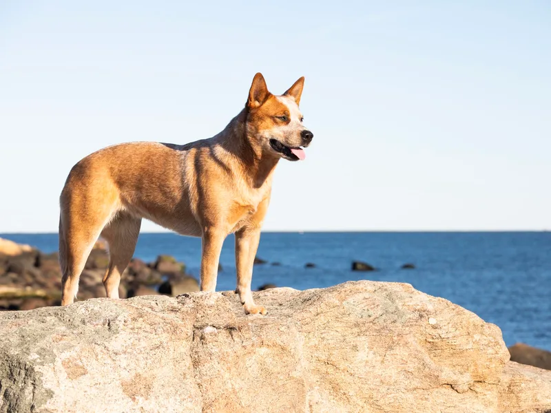 Hollow Log ACDs (North East)