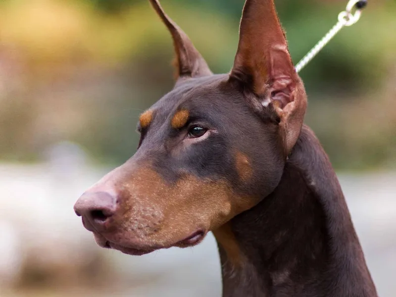 Holloway Dobermans