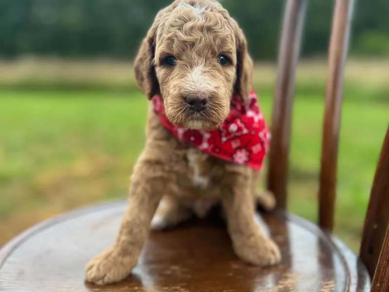 Holloway Goldendoodles