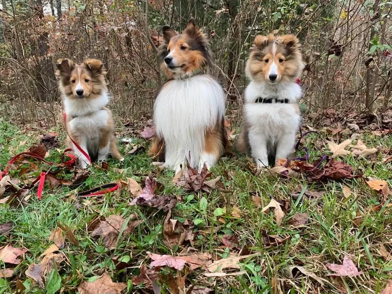 Holly Dodge's Shetland Sheepdogs