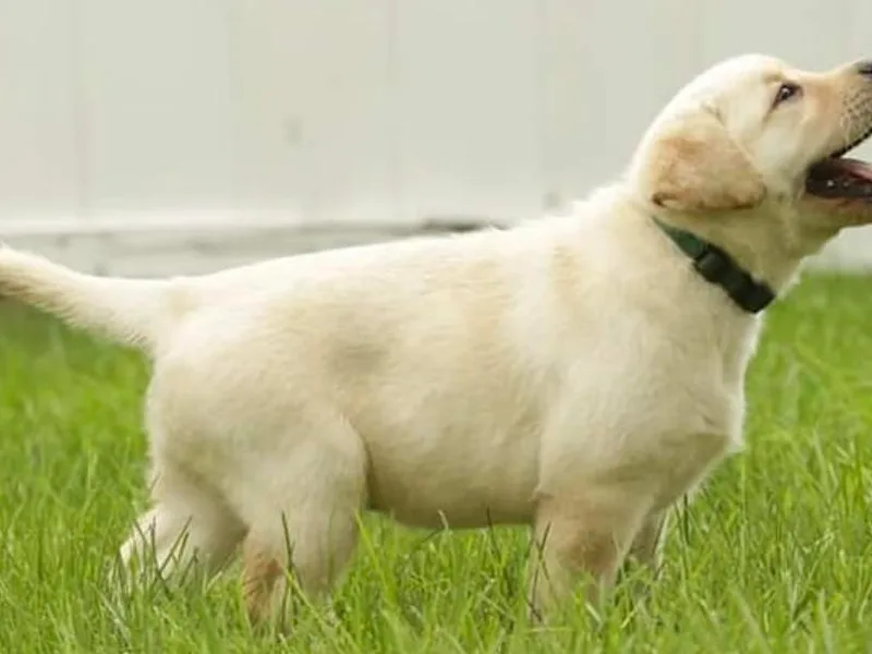 Holly Farm Labradors