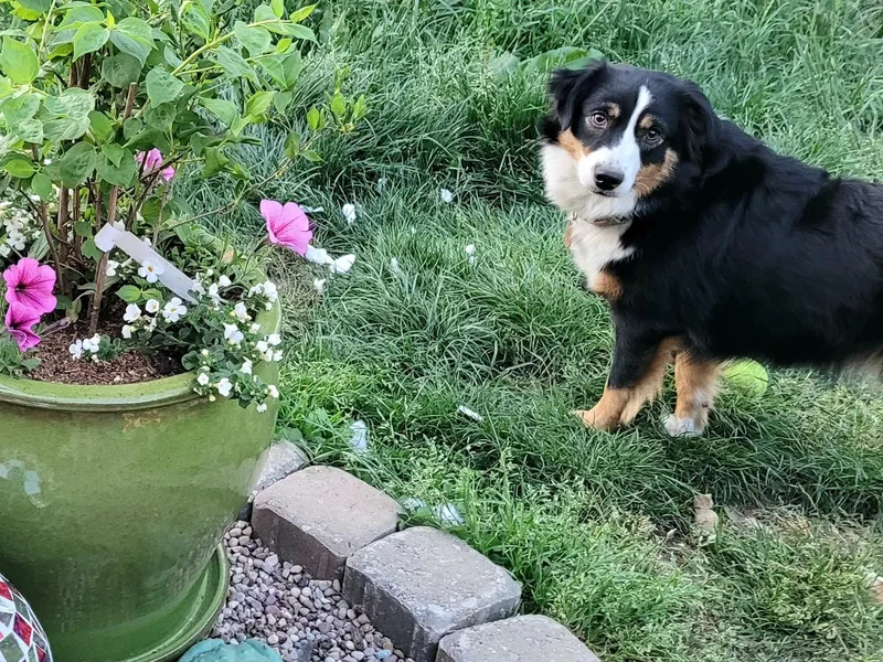 Holly Hill Mini Aussies