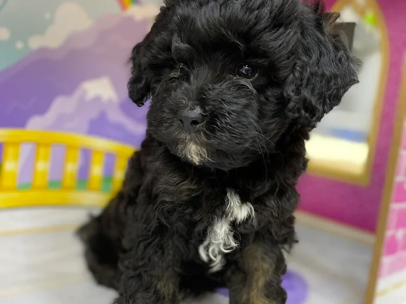 Holly Mountain Puppies
