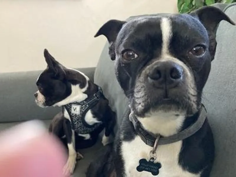 Holly's Boston Terriers