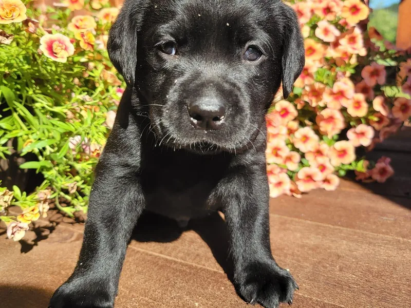 Holly's Labs photo 1