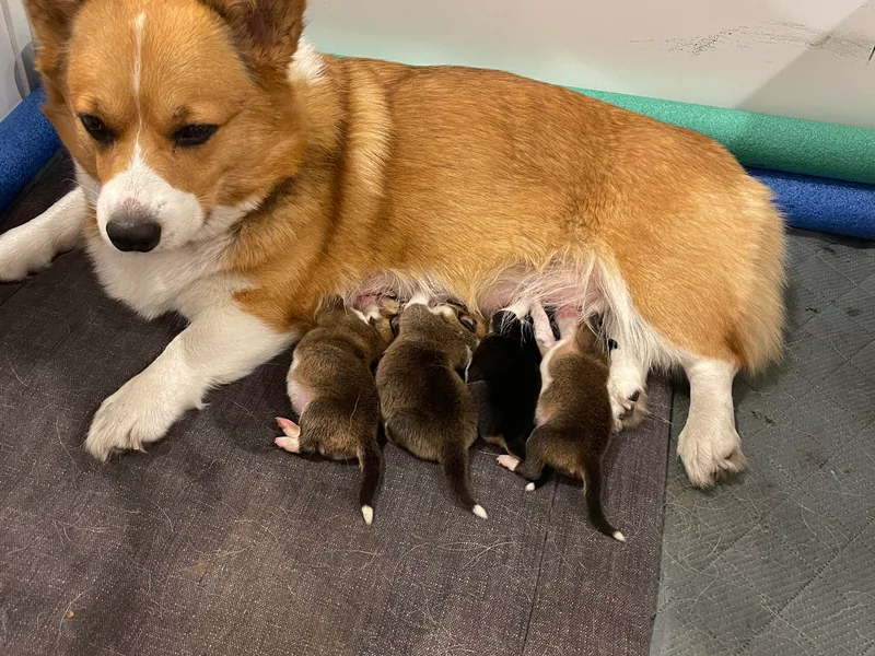 Holly's Pembroke Welsh Corgis