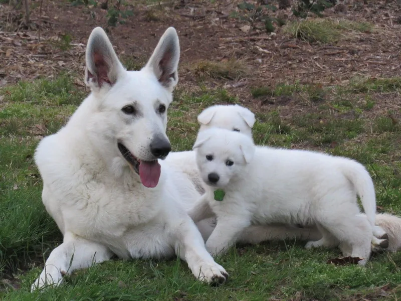 Hollybrook White Shepherds