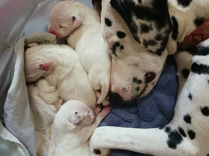 Hollytree Dalmatians